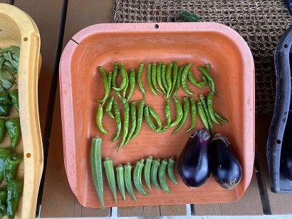 9月中旬の野菜の収穫 自然 漢方サンポウブログ